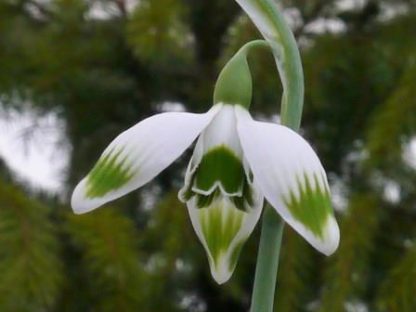 Galanthus 'Greenfinch'