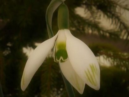 Galanthus 'Jessica'