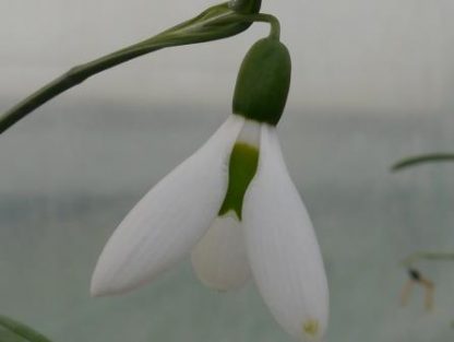 Galanthus 'Jubilee Green'