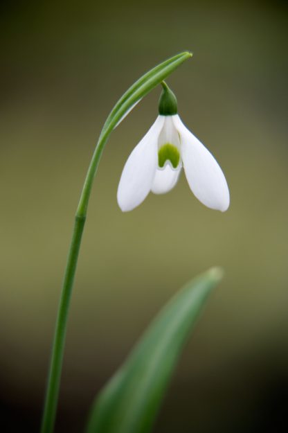 Galanthus 'Lambrook Greensleeves'
