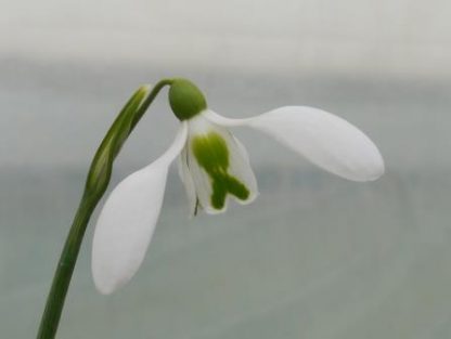 Galanthus 'Lord Lieutenant'