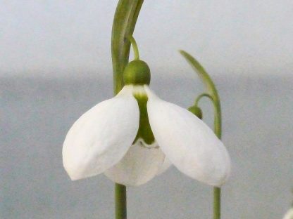 Galanthus 'Melanie Broughton'