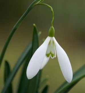 Galanthus 'Robyn Janey'