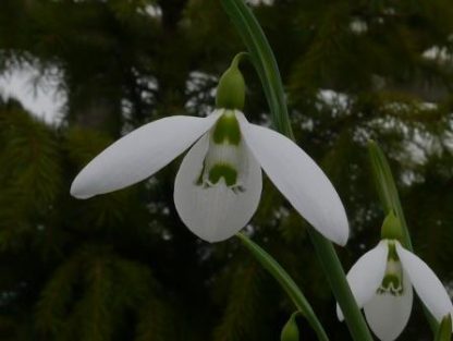 Galanthus 'Sentinel'