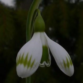 Galanthus 'Sprite'