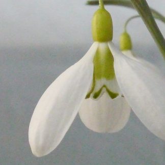 Galanthus 'Sutton Court'