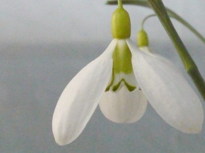 Galanthus 'Sutton Courtney'
