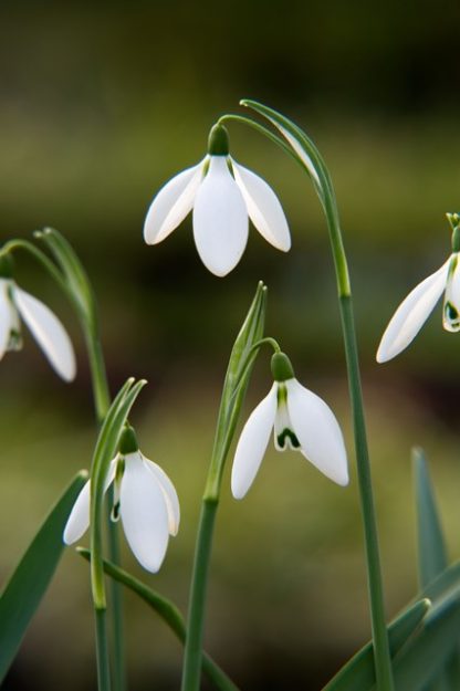 Galanthus 'x valentinei'