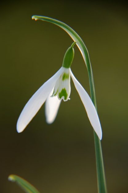 Galanthus 'Wasp'