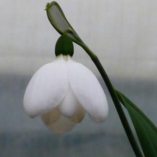 Galanthus 'White Perfection'