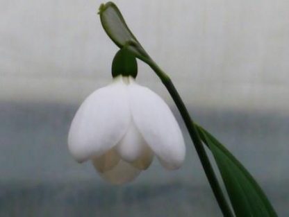 Galanthus 'White perfection'