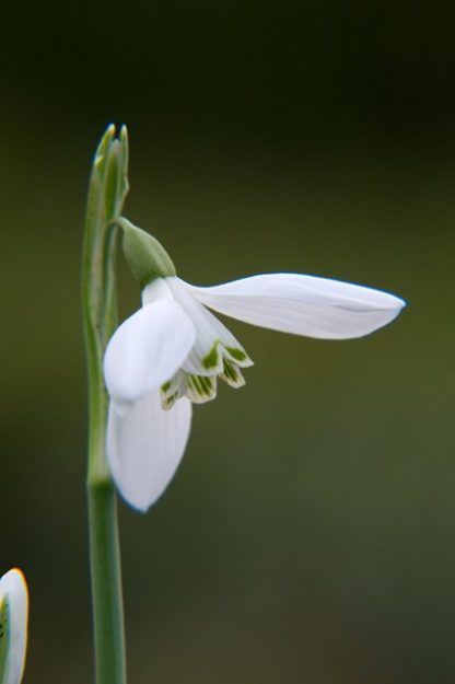 Galanthus reginae-olgae subsp 'Vernalis'