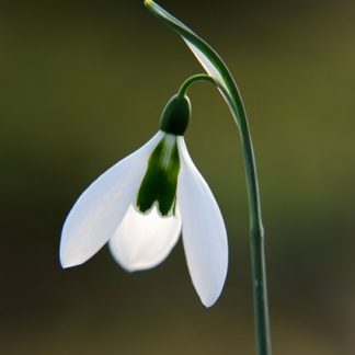 Galanthus 'Pride o' the Mill'