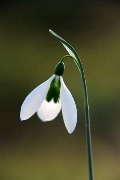 Galanthus 'Pride o' the Mill'