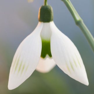 Galanthus 'Remember Remember' elwesii