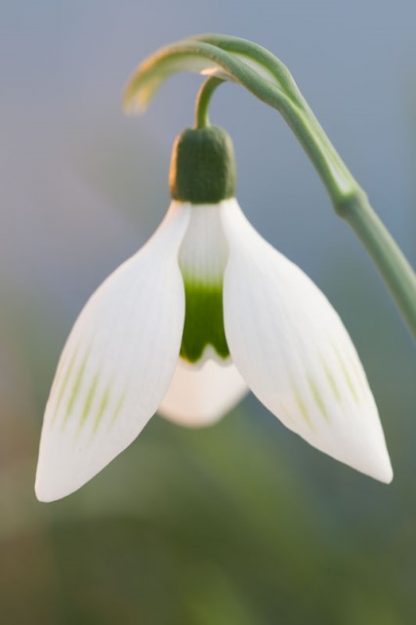 Galanthus 'Remember Remember' elwesii