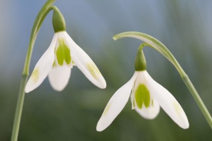 Galanthus 'Sheds and Outhouses' elwesii