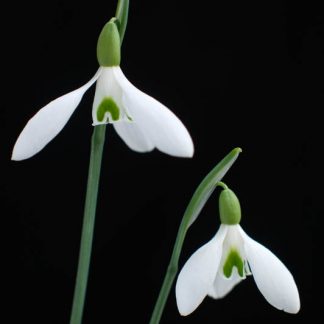 Other species