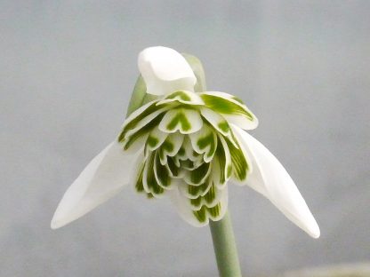 Galanthus 'Ballerina'