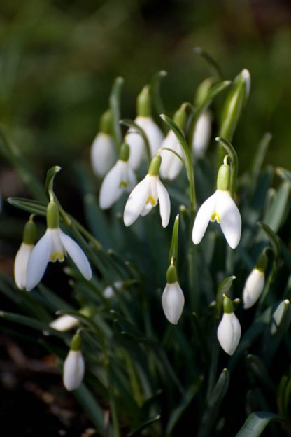 Galanthus 'Blonde Inge' nivalis