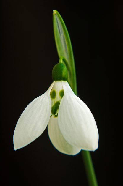 Galanthus 'Grumpy' elwesii