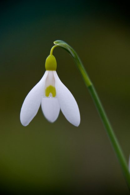 Galanthus 'Sarah Dumont' (plicatus)