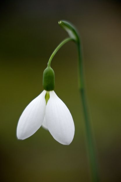 Galanthus 'Percy Picton' Plicatus