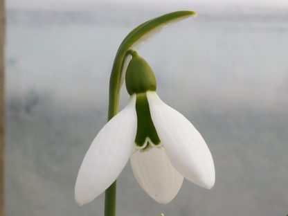 Galanthus 'Cicely Hall'