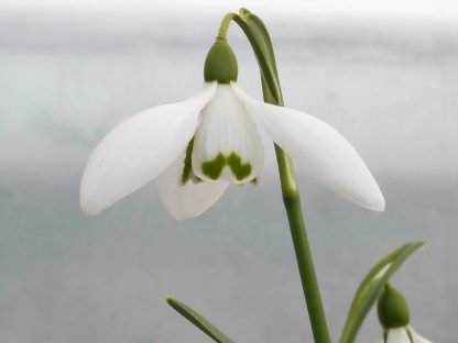 Galanthus 'Cinderdine'