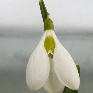 Galanthus 'Castle plum' x1