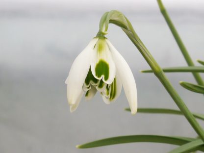 Galanthus 'Cordelia' x2