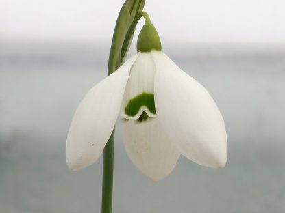 Galanthus 'Falkland House' x1