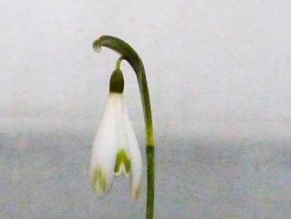 Galanthus reginae-olgae subsp vernalis 'Miss Adventure'