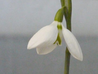Galanthus 'Snoopy Eyes'
