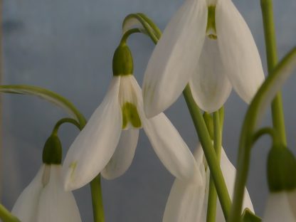 Galanthus 'John Tomlinson'