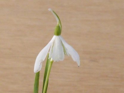 Galanthus 'Sibertoft White'