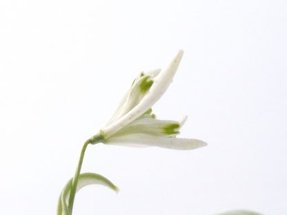 Galanthus 'Fluff'