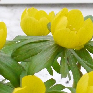 'Eranthis hyemalis'