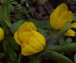 Eranthis  hyemalis cilicica