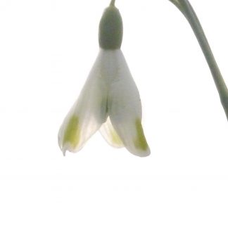Galanthus 'Aunt Agnes'