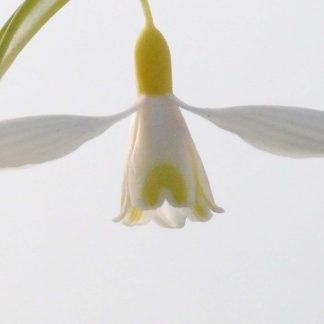 Galanthus 'Dicks Early Yellow'