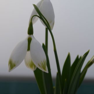 Galanthus 'Chantry Bonus'