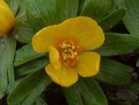 Eranthis hyemalis Orange Glow'