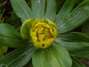 'Eranthis hyemalis Noel Ayres'