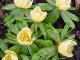Eranthis hyemalis 'Schwefelglanz'