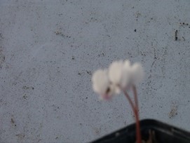 Cyclamen hederifolium album