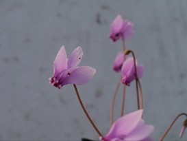 'Cyclamen hederifolium'